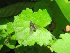 Portevinia maculata