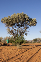 Vachellia haematoxylon