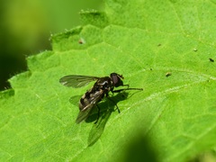 Portevinia maculata