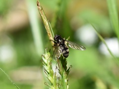 Portevinia maculata