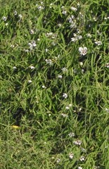 Oxystelma esculentum