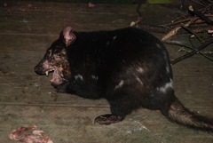 Tasmanian Devil photo 5