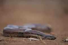 Eryx whitakeri