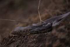 Eryx whitakeri