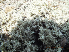 Cladonia caroliniana