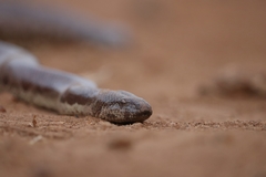Eryx whitakeri