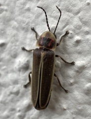 Photinus signaticollis