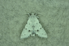 Acronicta vulpina