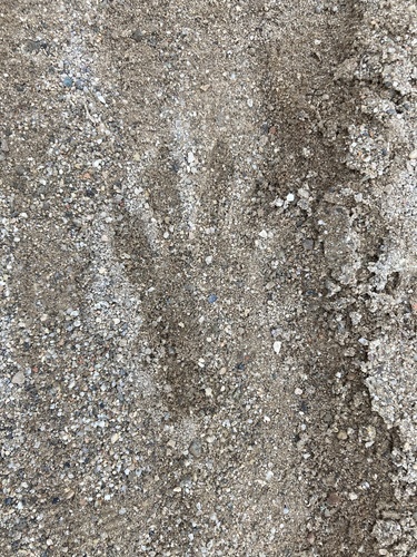 iNaturalist observation photo of Common Raccoon