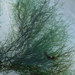 Batrachospermum turfosum - Photo 由 Olga Biryukova 所上傳的 (c) Olga Biryukova，保留部份權利CC BY-NC