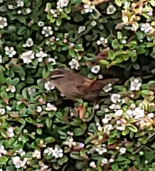 Troglodytes troglodytes hebridensis