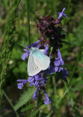 Glaucopsyche lycormas