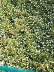 Troglodytes troglodytes hebridensis
