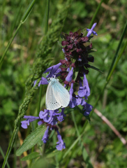 Glaucopsyche lycormas