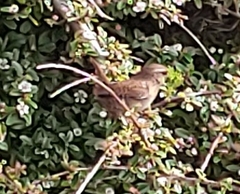 Troglodytes troglodytes hebridensis
