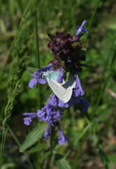 Glaucopsyche lycormas
