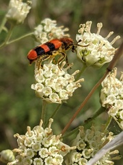 Trichodes bibalteatus