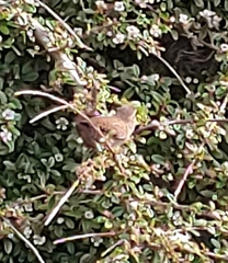 Troglodytes troglodytes hebridensis