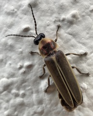 Photinus signaticollis