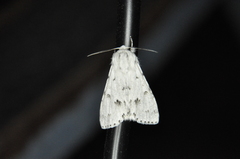 Acronicta vulpina