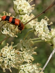 Trichodes bibalteatus