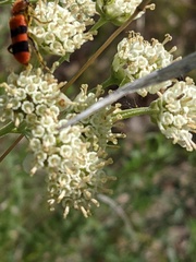 Trichodes bibalteatus