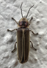 Photinus signaticollis