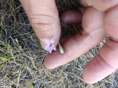 Erodium cicutarium cicutarium