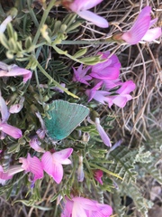 Callophrys paulae
