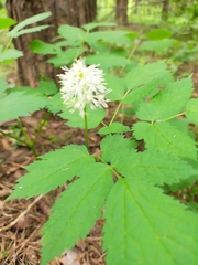 Actaea spicata