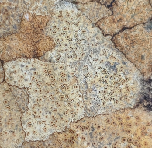 Representative image of Hymeneliaceae