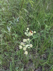 Trichodes bibalteatus