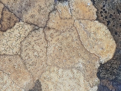 Ionaspis lacustris