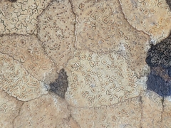 Ionaspis lacustris