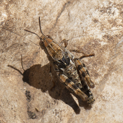 Calliptamus barbarus
