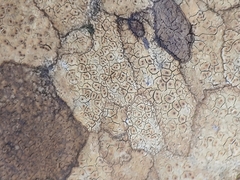 Ionaspis lacustris