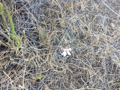 Erodium cicutarium cicutarium