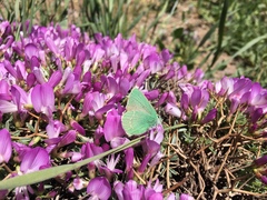 Callophrys paulae