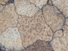 Ionaspis lacustris