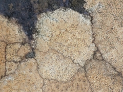 Ionaspis lacustris