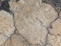 Ionaspis lacustris
