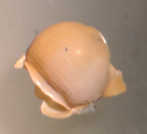 Cavoliniidae image