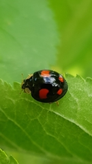 Harmonia axyridis
