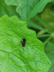 Eremocoris podagricus