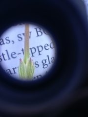 Erodium cicutarium cicutarium