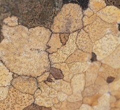 Ionaspis lacustris