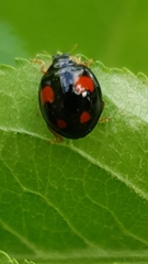 Harmonia axyridis