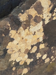 Ionaspis lacustris