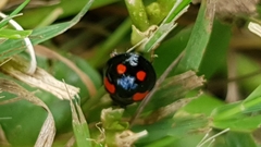 Harmonia axyridis