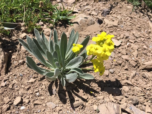 Sterigmostemum elichrysifolium · iNaturalist